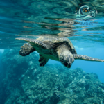Apartamentostenerife, Sueño Átlantico, biodiversidad marina