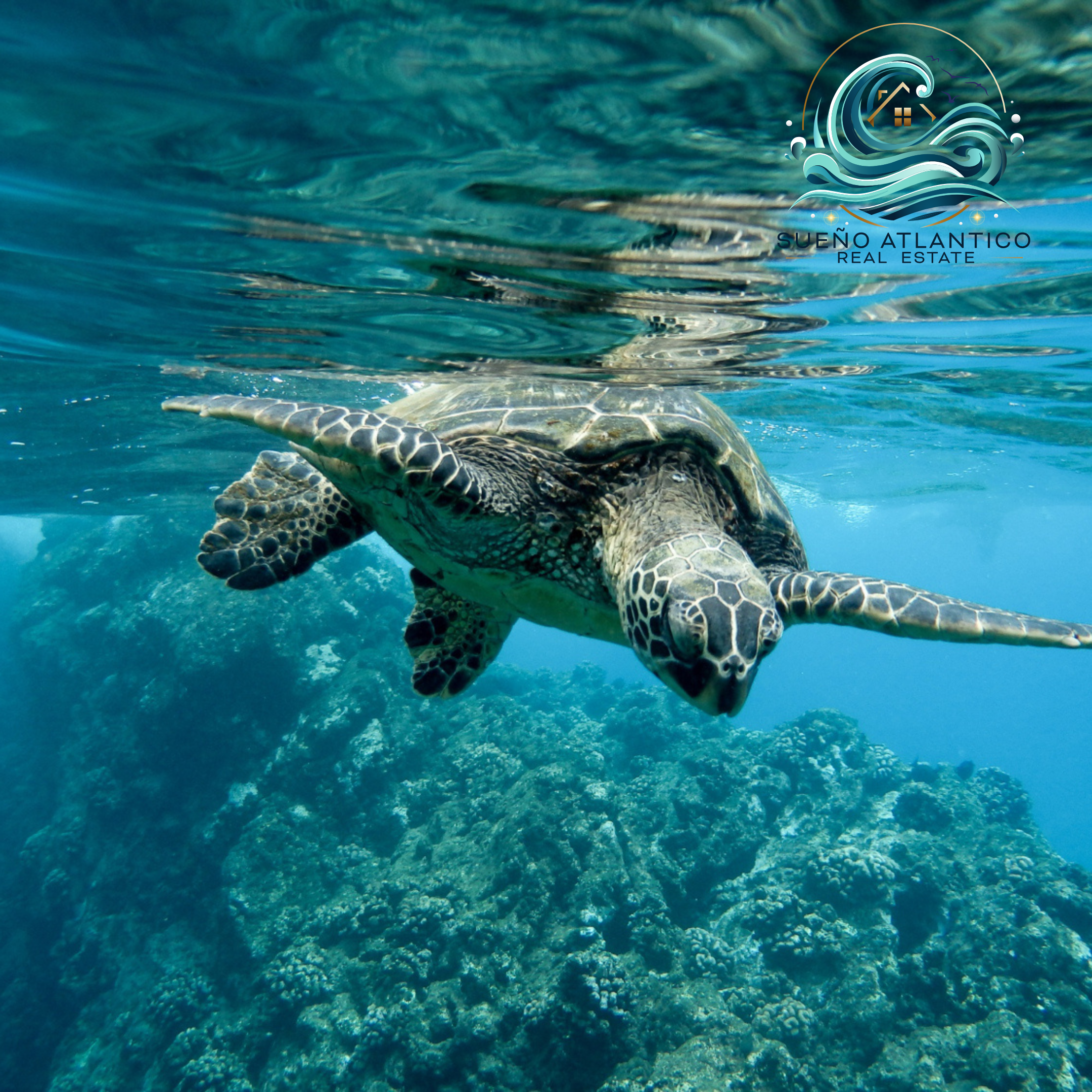 Apartamentostenerife, Sueño Átlantico, biodiversidad marina
